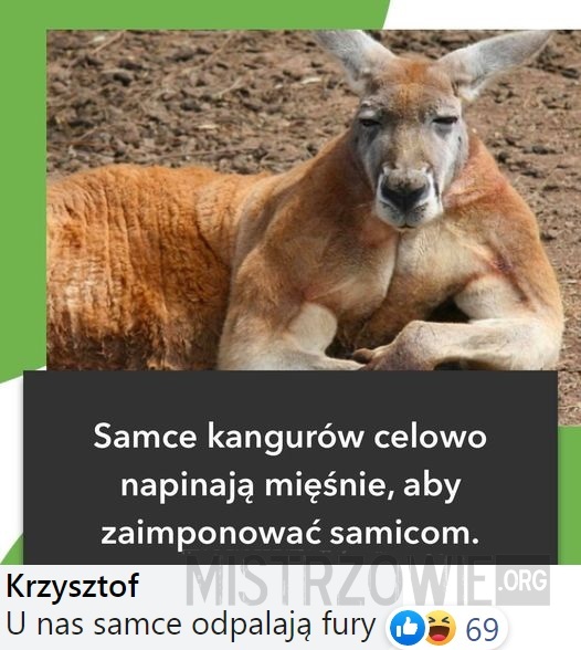 Kangury –  